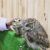 フクロウとのふれあい